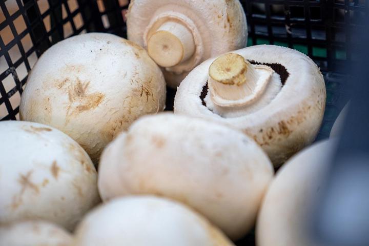 Producteur de fruits et légumes à Lamotte-du-Rhône